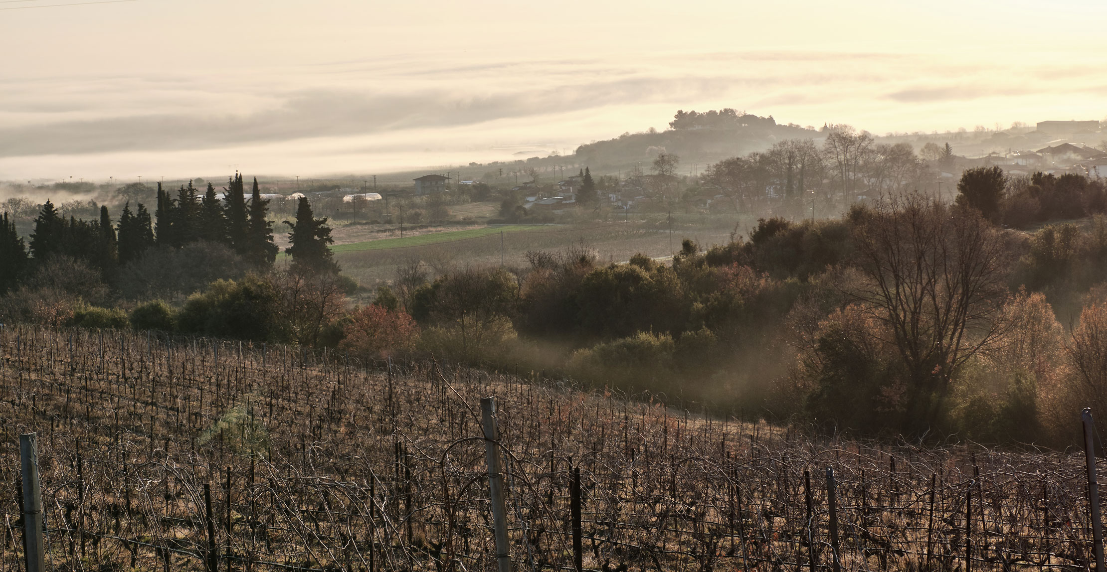 Vineyards