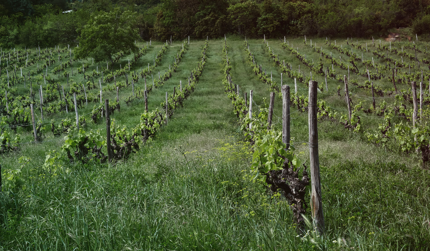 Vineyards Greece