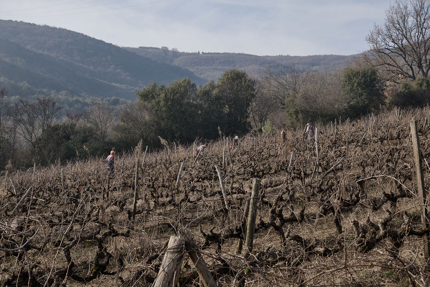Vineyards greece