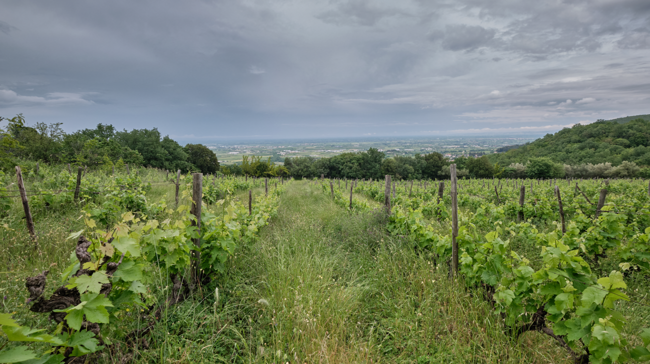 vineyards