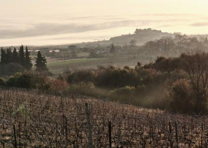 Vineyards