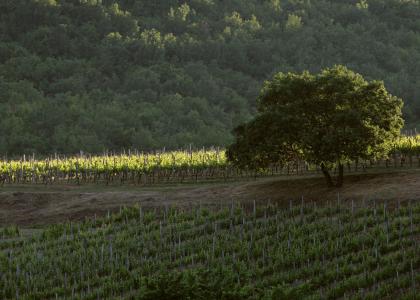 Vineyards | Greece