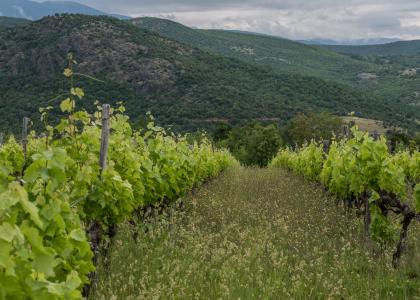 Fytia Vineyards