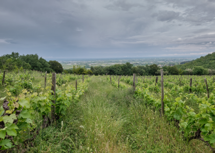 vineyards