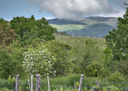 vineyards