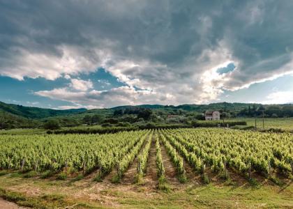 Trilofos vineyards